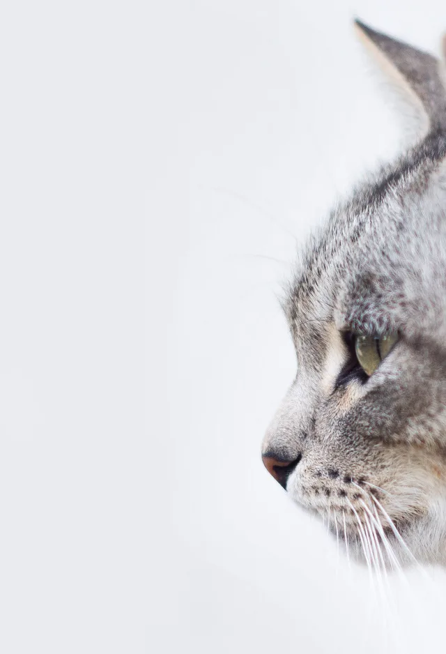 Side of cats face, posed. 